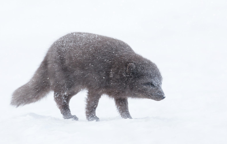 Polarny lis niebieski, Vulpes beringensis