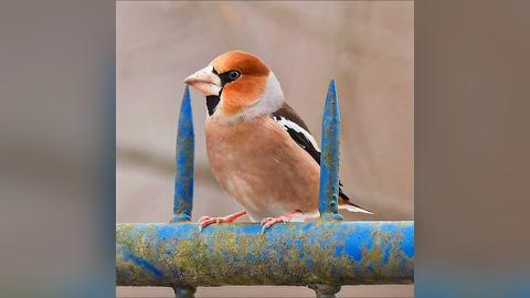 Birds in Poland on Instagram: "Grubodziób w pełnej krasie! 🐦/ [ENG] Hawfinch in my neighbourhood Czas i cierpliwość - zawsze uważałem, że w...