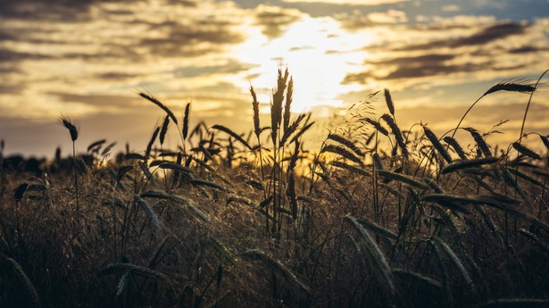 Ostatnie miesiące i kwartały były trudnym okresem dla polskich producentów rolnych.