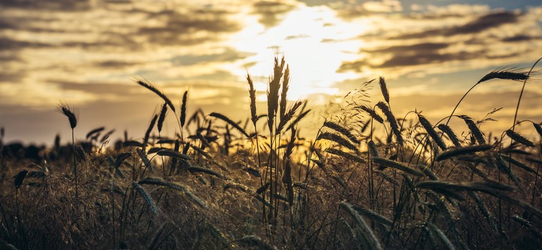 Kolejny kraj chce zakazać importu zboża z Ukrainy, jak Polska, Węgry i Słowacja