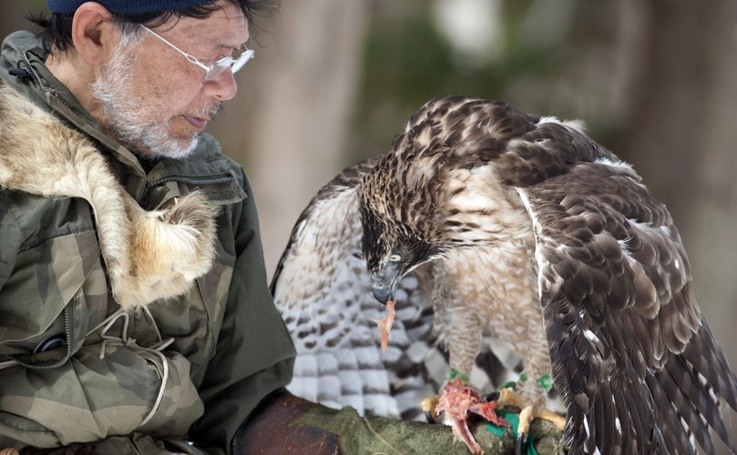 Hidetoshi Matsubara. Ostatni sokolnik w Japonii