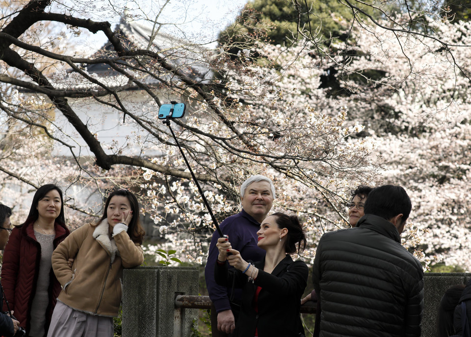 epa06623189 - JAPAN CHERRY BLOSSOMS (Cherry blossoms bloom in Tokyo)