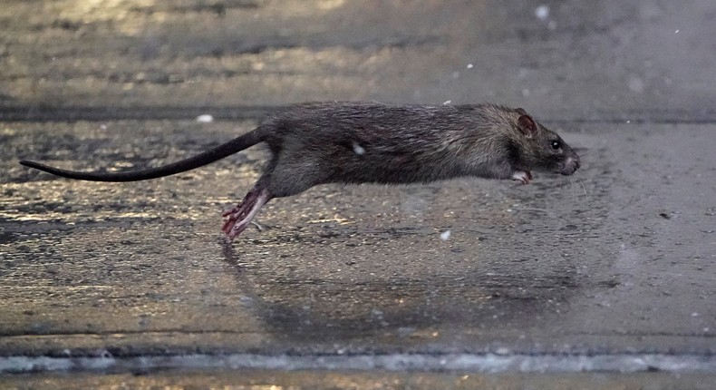 Rats are a problem in major cities across the world.Carlo Allegri/Reuters