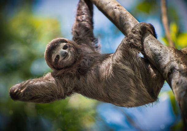 Wildlife Encounters From the Safety of Your Couch 