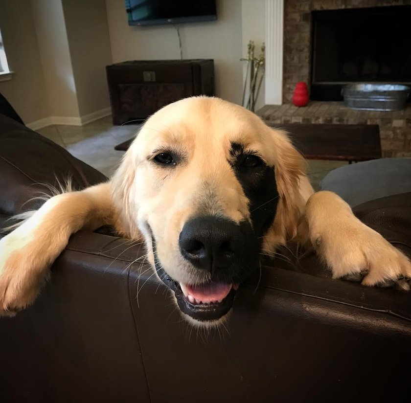 Enzo, oryginalny pies rasy golden  retriever