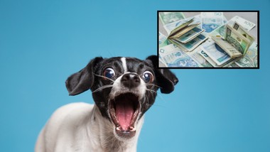 1500 zł dotacji na adopcję psa ze schroniska. nowa inicjatywa gminy