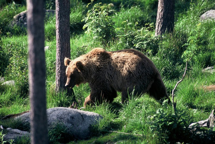 WWF zamierza odnowić 40 ha starych, zagubionych w bieszczadzkich lasach sadów specjalnie dla niedźwiedzi.