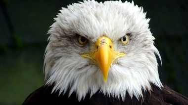 uodo odpowiada dgp: co dzieje się z twoimi danymi w akcji „nakarm biel