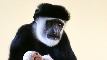 Napi cuki: elcsenik egymás kicsinyét a majmok a veszprémi állatkertben