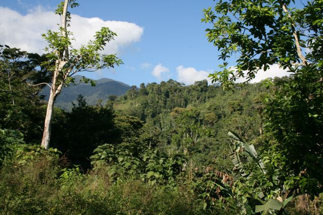 Kolumbijska dżungla