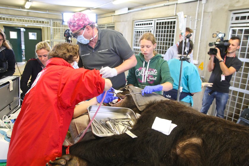 Niedźwiedzie z ZOO w Poznaniu przeszły zabieg stomatologiczny