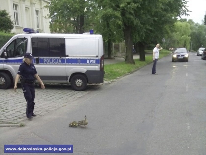 Policjanci w Jaworze uratowali kaczą rodzinę