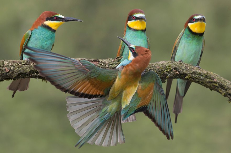  Merops apiaster