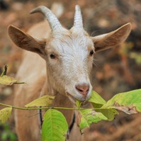 Nébih: újabb településeken jelent meg Zalában a kiskérődzők pestise