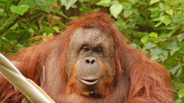 Megszökött orangután család miatt evakuálták az állatkertet - videó