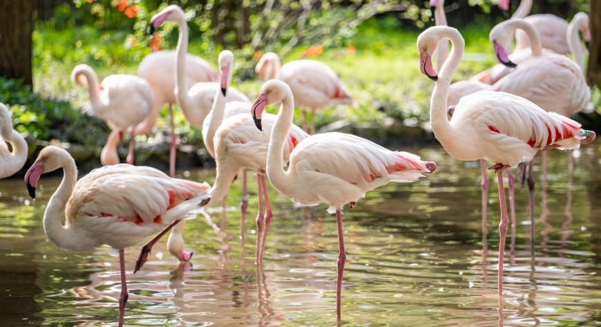 Flamingi będą miały cieplutką posesję w zoo