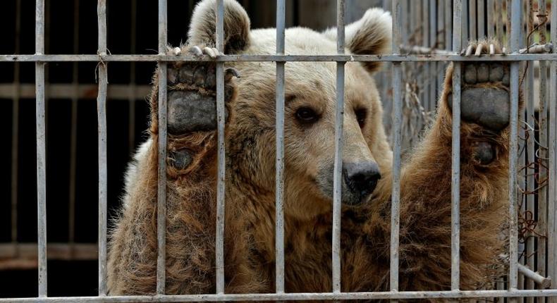 Lula the bear, pictured here, and Simba the lion, were the only survivors of the privately owned Muntazah al-Nour zoo in the eastern half of war-torn Mosul