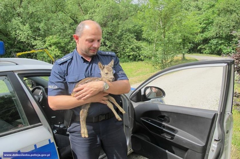 Policjanci uratowali sarenkę