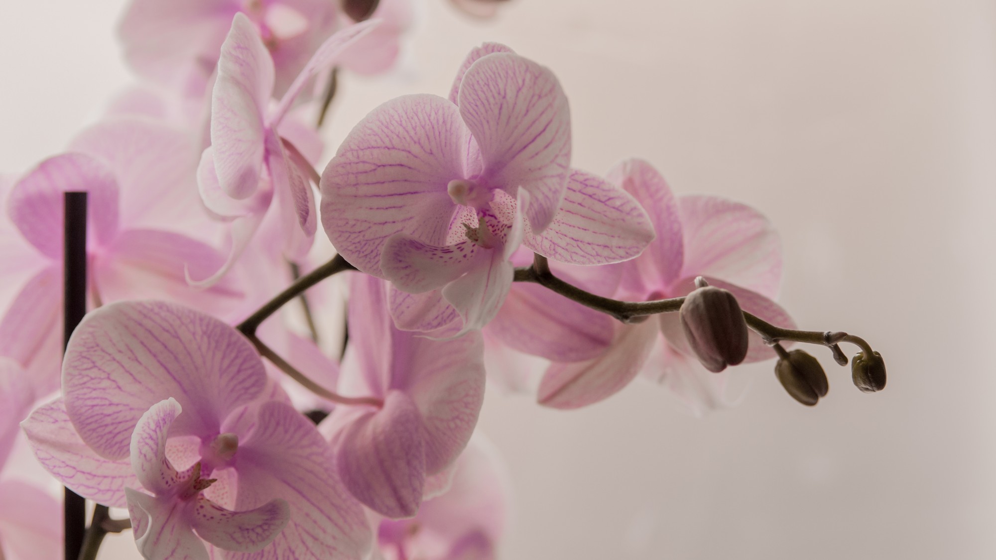 Najlepšie sa orchideám darí na svetlom mieste s rozptýleným svetlom, mimo priameho poludňajšieho slnka.