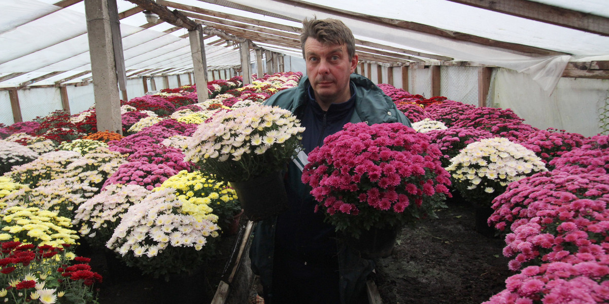 Tomasz Jesiak, ogrodnik z Niekanina, przyznaje, że ograniczył produkcję chryzantem
