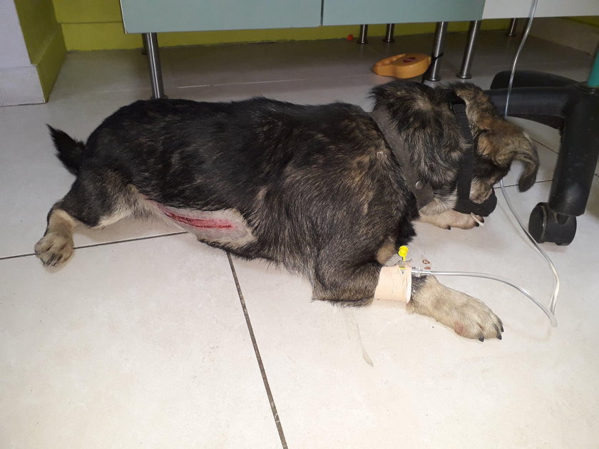 Dzielnicowa z Warki uratowała psa. Leżał przymarznięty do chodnika