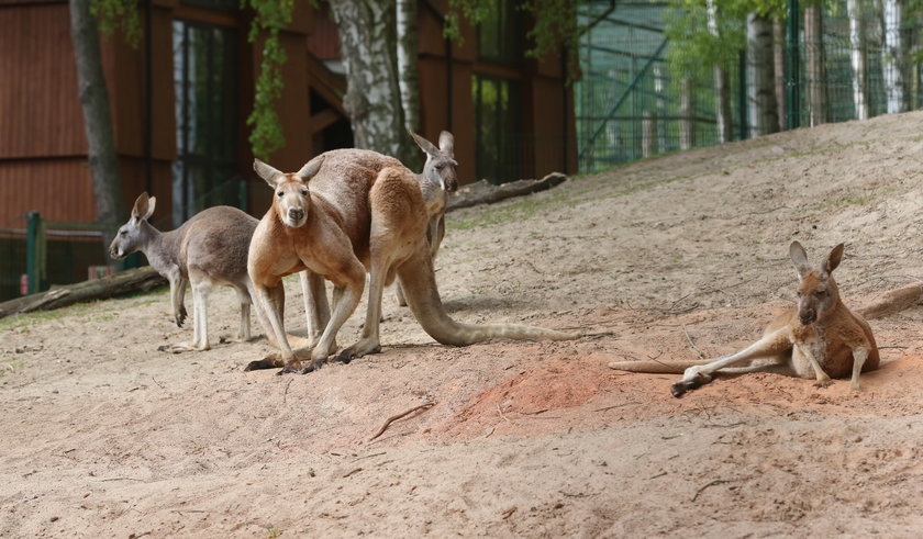 Kangur Tayson z gdańskiego zoo