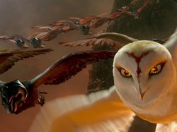 Między sowami z pewnego królestwa