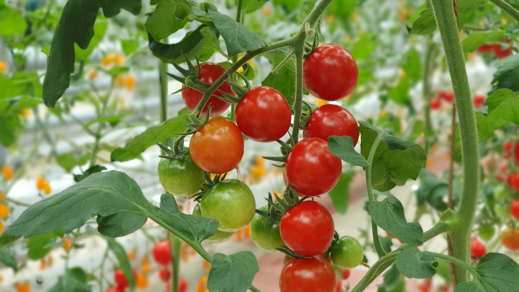 Paradajky, uhorky aj paprika ocenia pravidelnú výživu počas celej sezóny, najmä v období kvitnutia a tvorby plodov.