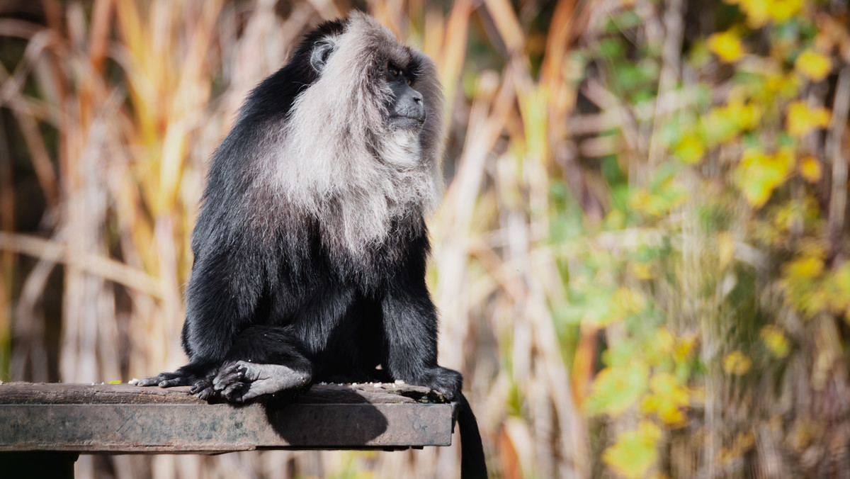 Skradziona w Lipsku małpa wróciła do zoo. Została znaleziona na drzewie