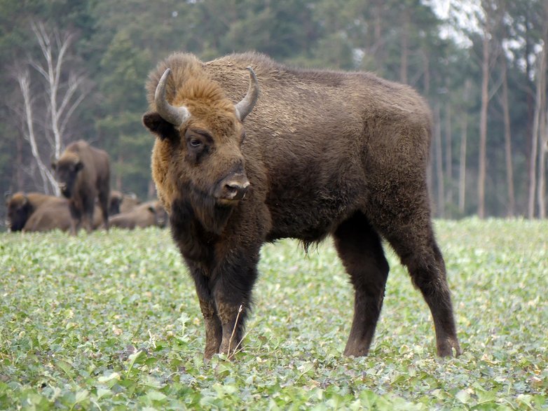 Żubr. Występuje na wolności w Puszczy Boreckiej. Fot. Pixabay