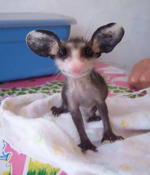 cute-possums-26__700