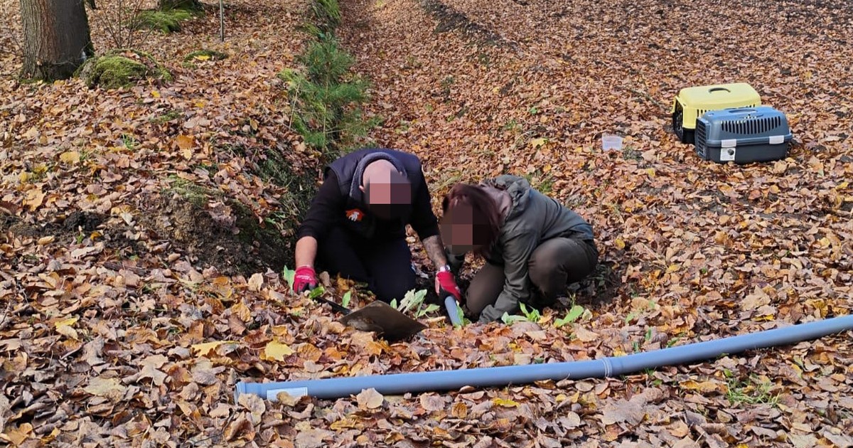Zdębiała, gdy odkryła, co piszczy w rurze. Strażacy i leśnicy wspólnie ruszyli na ratunek