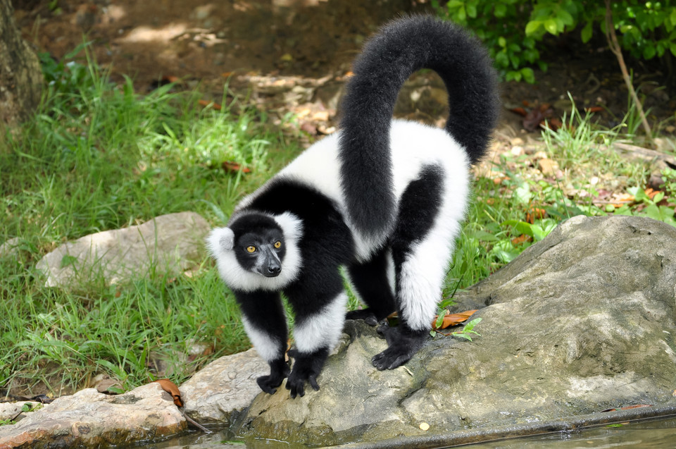 Lemur wari