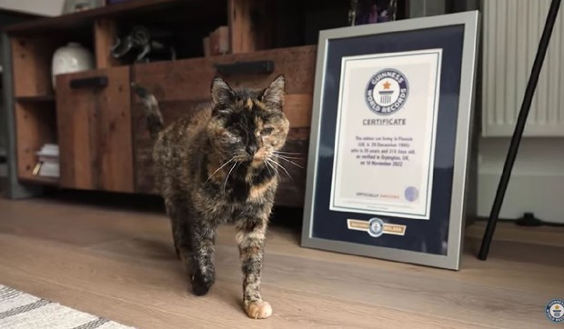 Flosi, najstarija mačka na svetu