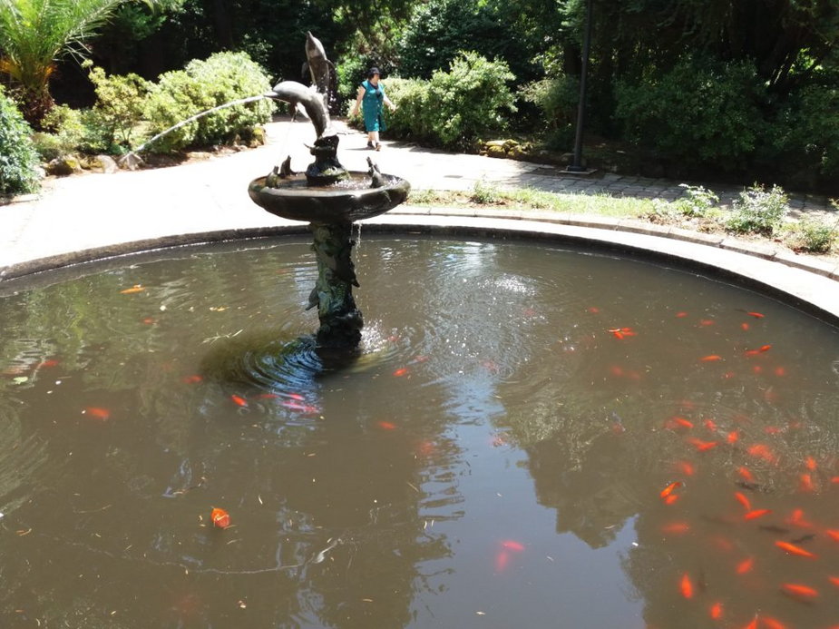 Ogród Botaniczny w Batumi - rybki w fontannie