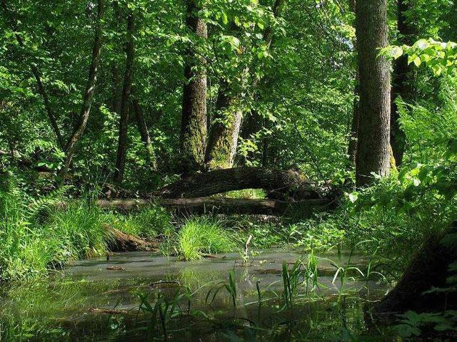 Galeria Polska - Puszcza Białowieska zagrożona?, obrazek 12