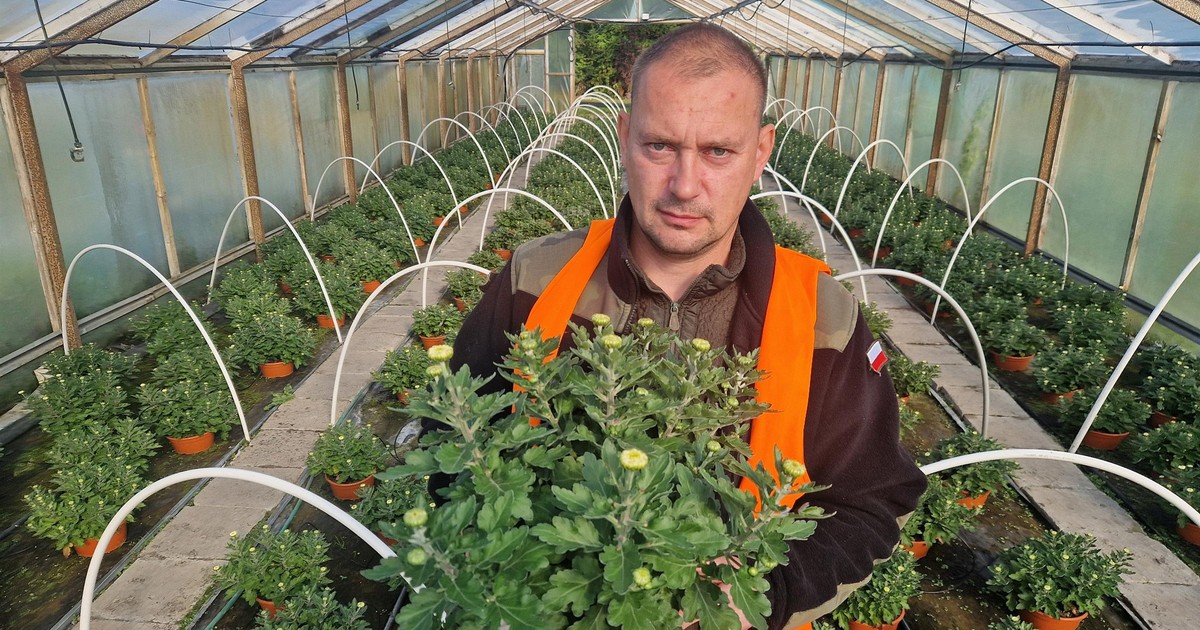 Zaskakujący trend na cmentarzach. Producent chryzantem mówi, co wybierają Polacy
