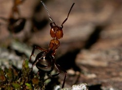 Tureckie mrówki idą na polski Sejm