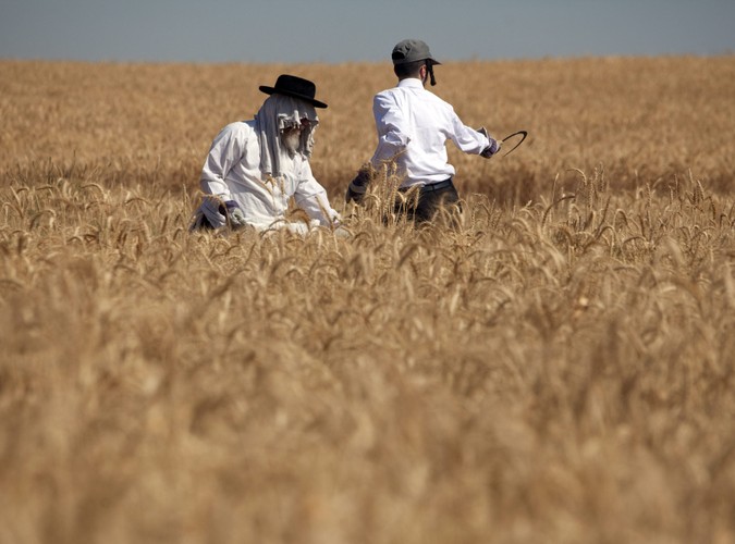 Żydowskie święto Szawuot