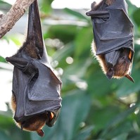 Nipah-vírus: új halálos denevérvírus terjed! Eddig jutottak a megfékezésével
