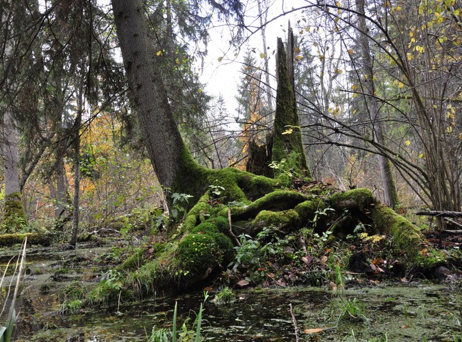 Uroki Puszczy Białowieskiej © www.tydecydujesz.org Fot. Janusz Korbel