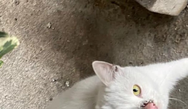 VESIĆ, MAČKA, VETERINA