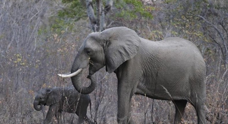 Elephants graze inside Zimbabwe's Hwange National Park, August 1, 2015. REUTERS/Philimon Bulawayo