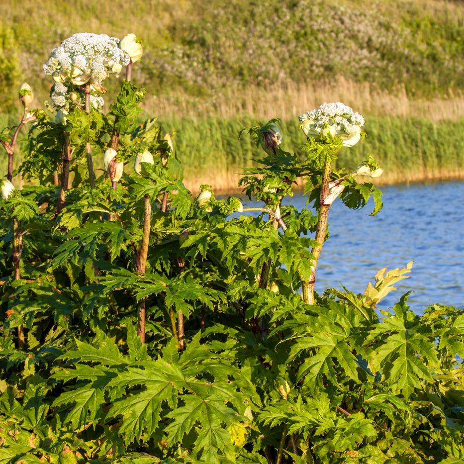 Kaukázusi Medvetalp / fotó:ThinkstockPhotos