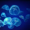 Meduza