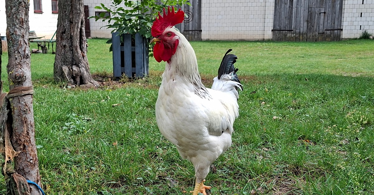 Podwójna emerytura z ZUS i KRUS – przywilej czy niesprawiedliwość? Rolnicy czują się oszukani