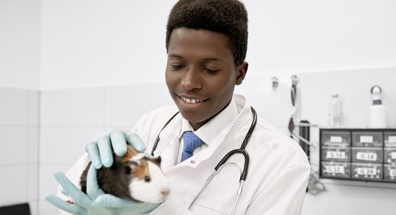 6 fun side income ideas for Veterinarians in Africa