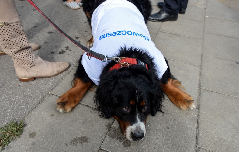 Pies w koszulce NowoczesnejPl