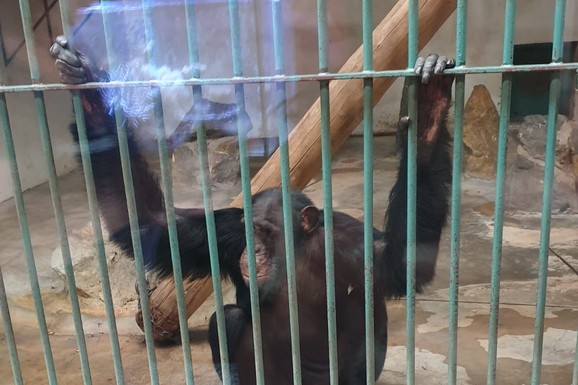 I ŠIMPANZE REAGUJU NA NEPRAVDU! Kipe od besa kada im ovo uradite, naučnici se šokirali reakcijama