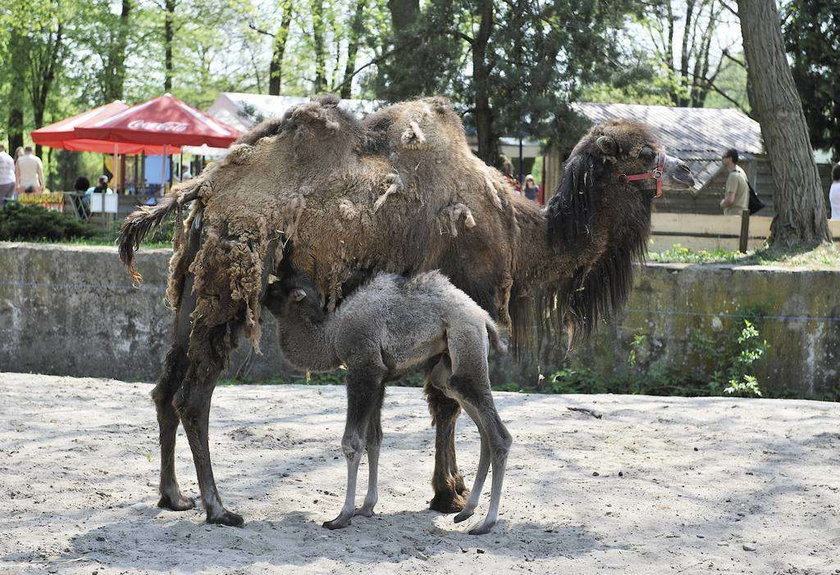 Wielbłąd w zoo